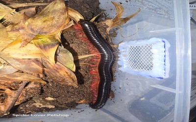Black Phantom Milipede Tanpa Kandang 